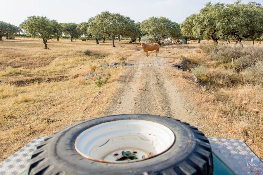 2hr Cork Safari in a Classical Land Rover - Should you book the Cork Safari?