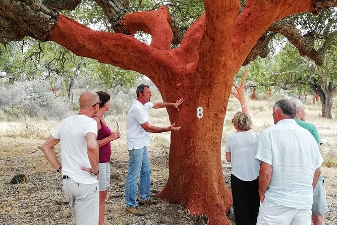 2hr Cork Safari in a Classical Land Rover - Wildlife, birds, and the Alentejo setting