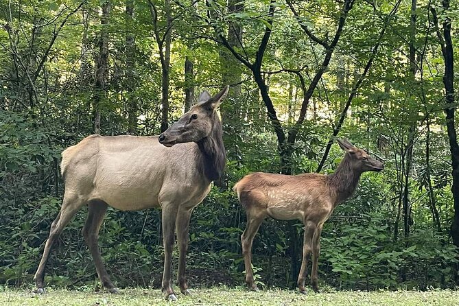 3 - 3.5 HR Smoky Mtn. Cherokee Eco Elk Safari Jeep Adventure - What the guides add to the experience