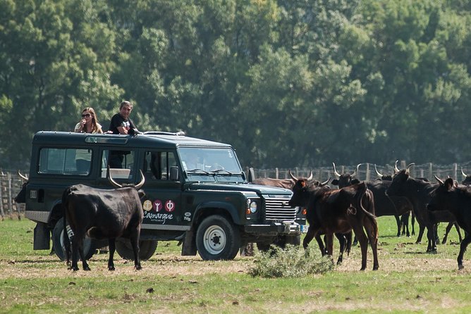 3.5 Hour Camargue 4x4 Safari from Le Grau-du Roi - Wine, fougasse, and a taste of local life