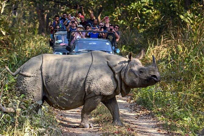 3-Day Chitwan National Park Jungle Safari Tour Package with Pick Up - The Resort Near Sauraha