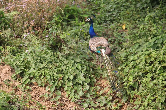 3-Day Chitwan National Park Jungle Safari Tour Package with Pick Up - What the $180 Price Really Buys You