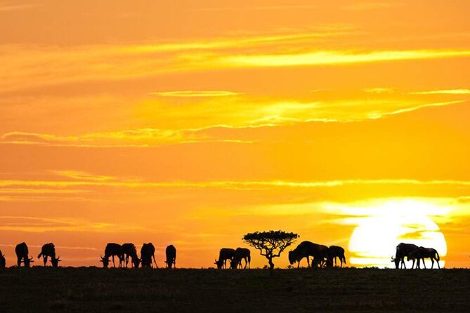 3 Day Classic, Guided Serengeti Safari - Day 1: leaving Arusha for the Serengeti