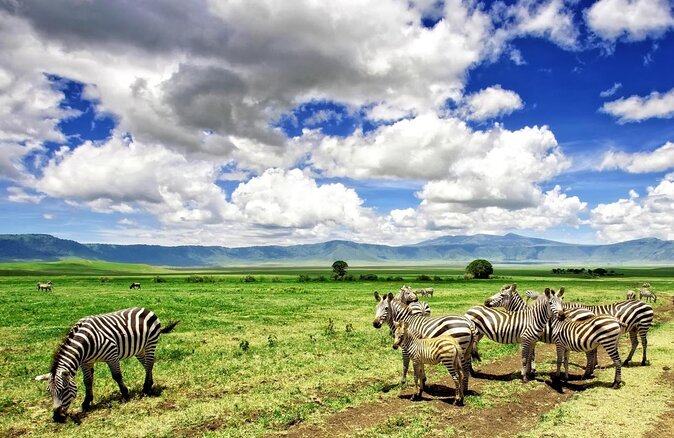 3-Day Classic Serengeti Safari - Key points to know before booking