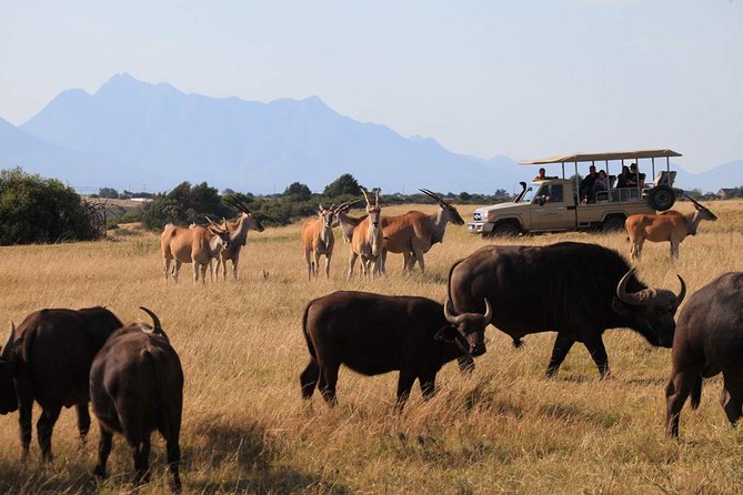 3 Day Garden Route Highlights and Safari with Private Transfers - Day 2: Elephants, the coast, and a choice of thrills