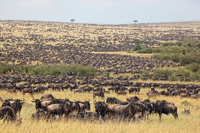 3 Day Masai Mara Budget Joining Safari on 4×4 - Daily Departures - The first Masai Mara game drive at 3:30pm