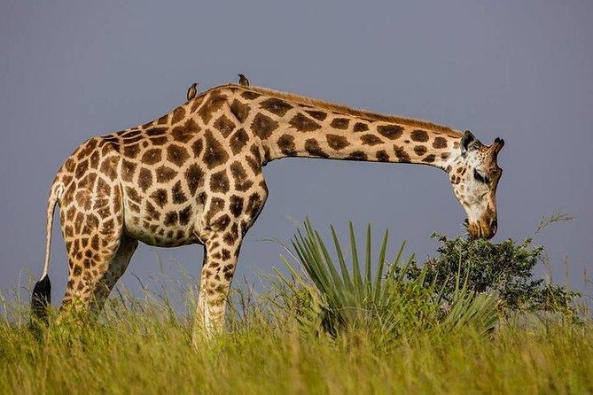 3 Day Private safari to Murchison Falls National Park with Big Five Experience - Why this short Uganda safari works