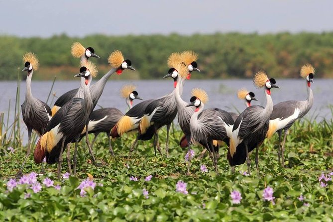 3 Day Private safari to Murchison Falls National Park with Big Five Experience - Day 2: Early wildlife on the Buligi circuit