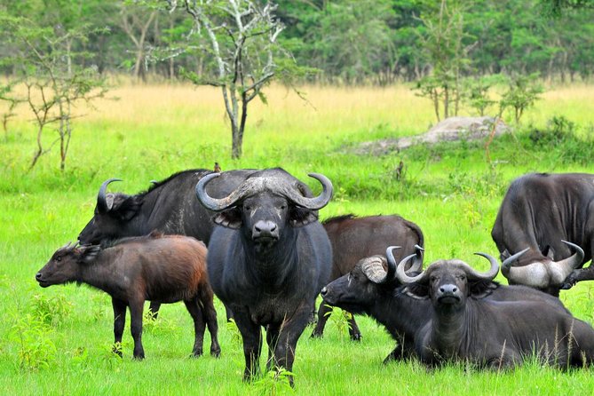 3 Day Private safari to Murchison Falls National Park with Big Five Experience - What the $1,400 price includes, and what it does not