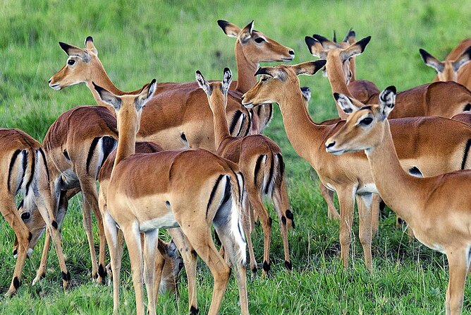 3 Day Private safari to Murchison Falls National Park with Big Five Experience - Who should book this private safari