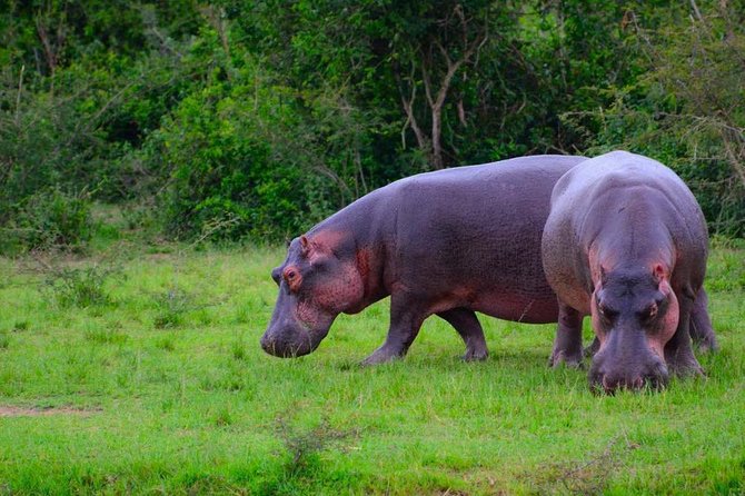 3 Day Private safari to Murchison Falls National Park with Big Five Experience - Should you book it?