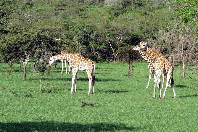 3 Day Private safari to Murchison Falls National Park with Big Five Experience - Day 1: Rhinos at Ziwa and the road to Murchison Falls