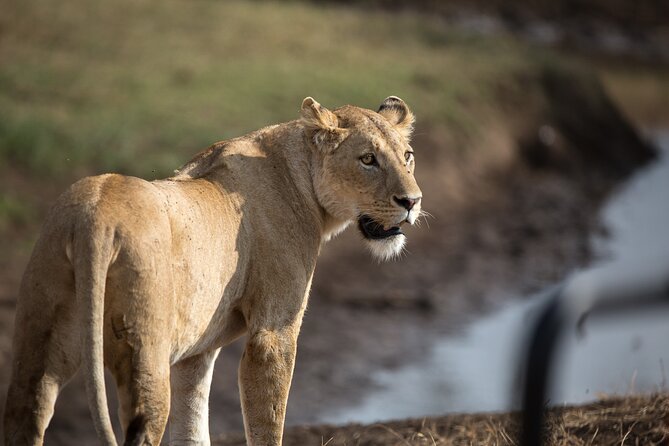 3 Day Private Serengeti Safari Tour with One Way Flight - Day 1: landing among the Serengeti plains