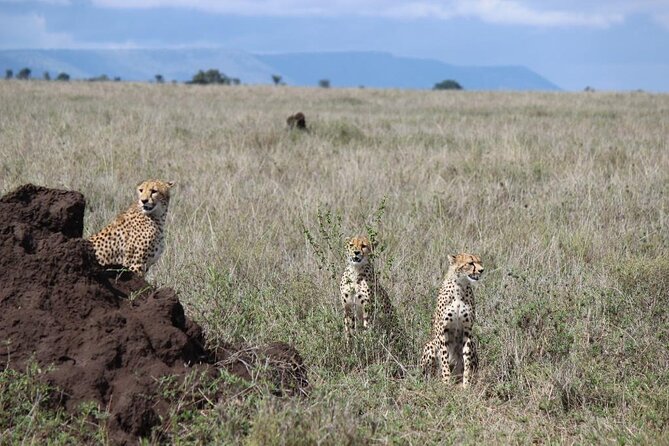 3 Day Safari from Arusha: Serengeti and Ngorongoro - What this three-day safari really offers