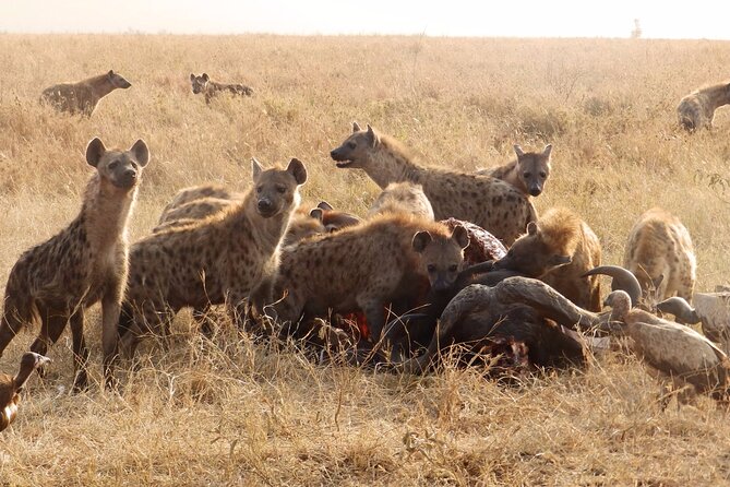 3 Day Safari from Arusha: Serengeti and Ngorongoro - Meals, water, and what the price covers