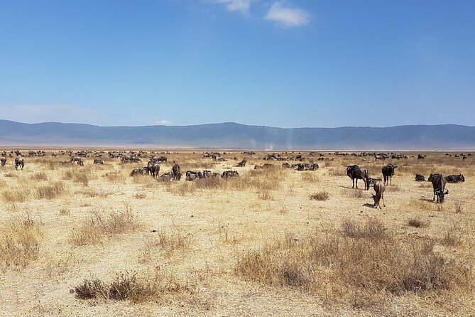 3 Day Safari from Arusha: Serengeti and Ngorongoro - Who will get the most from this itinerary