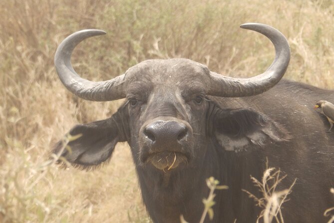3 Day Safari from Arusha: Serengeti and Ngorongoro - Booking details worth checking