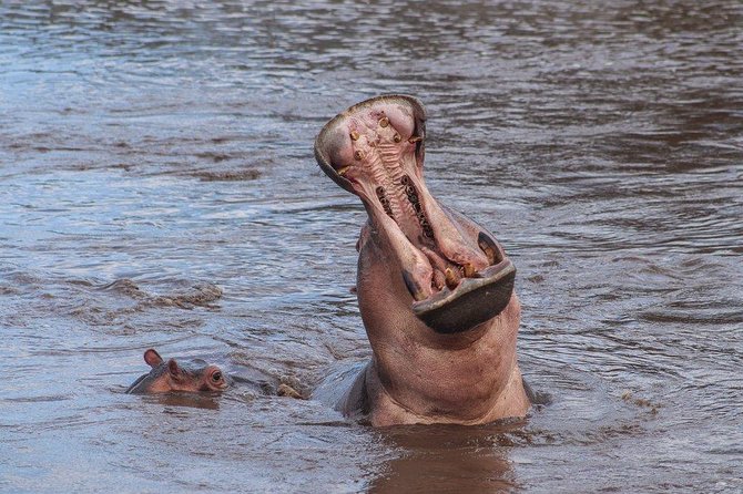 3 Day Safari from Arusha: Serengeti and Ngorongoro - Day two: a second Serengeti drive and the road to Ngorongoro