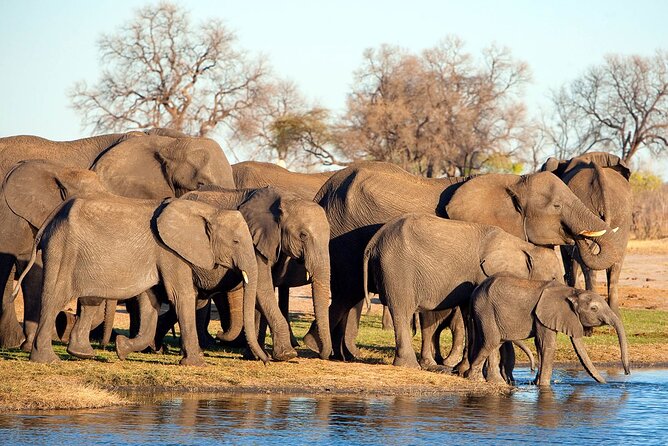 3-Day Tarangire, Ngorongoro and Lake Manyara Camping Safari - Day 2: The Ngorongoro Crater game drive