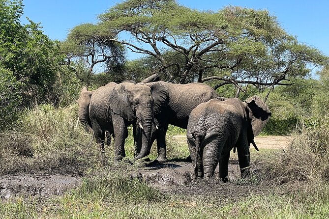 3-Day Tarangire, Ngorongoro and Lake Manyara Camping Safari - Camping, food, and comfort