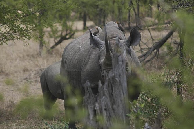 3-Day Taste of Tanzania Safari (Tarangire National park and Ngorongoro Crater) - The picnic lunch and the long return to Arusha