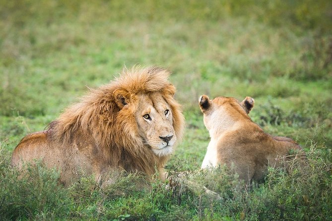 3-Day Taste of Tanzania Safari (Tarangire National park and Ngorongoro Crater) - Who should book this safari?