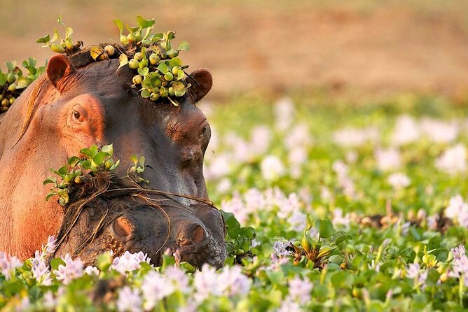 3-Day Taste of Tanzania Safari (Tarangire National park and Ngorongoro Crater) - The Karatu pause between two major parks