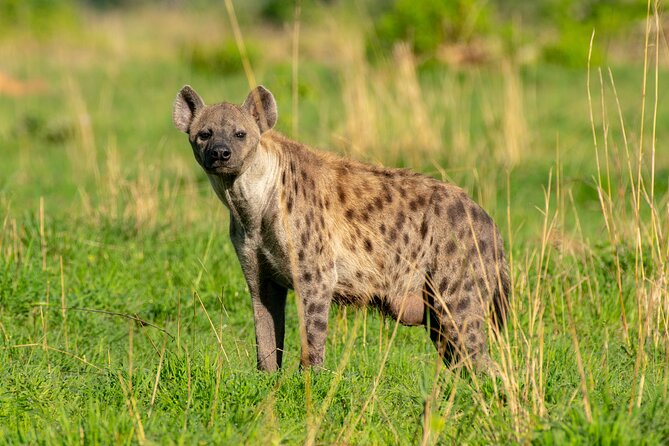 3-Day Ultimate Big Five Safari - Murchison Falls & Rhinos - Day 3: One more chance for wildlife before Kampala