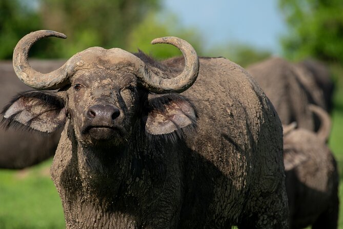 3-Day Ultimate Big Five Safari - Murchison Falls & Rhinos - What the $995 includes, and where value is strongest