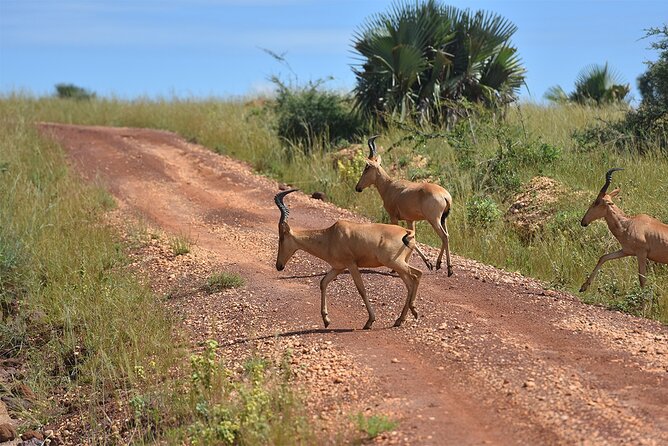 3-Day Ultimate Big Five Safari - Murchison Falls & Rhinos - Comfort, pace, and group size