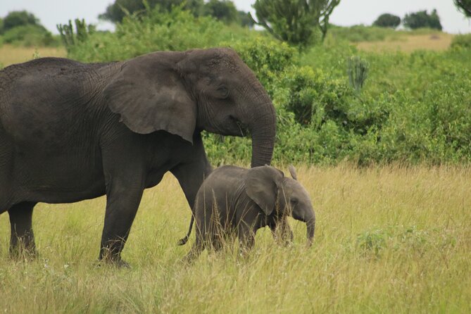 3-Day Ultimate Big Five Safari - Murchison Falls & Rhinos - Who will get the most from this safari