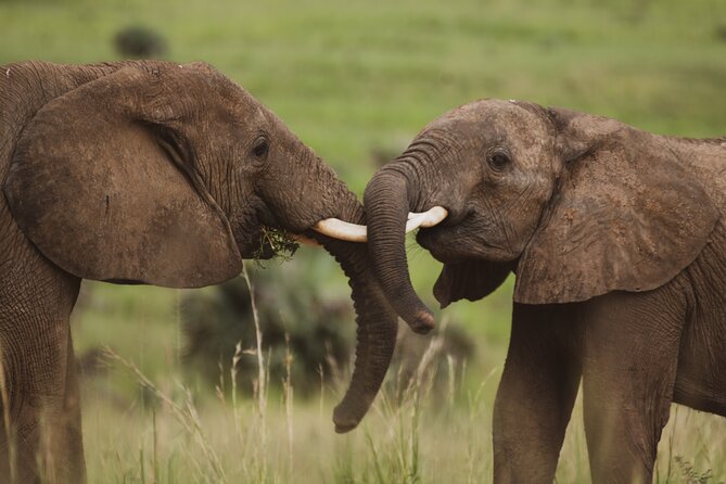 3-Day Ultimate Big Five Safari - Murchison Falls & Rhinos - Should you book the 3-Day Ultimate Big Five Safari?