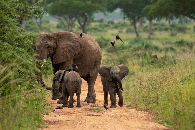 3-Day Ultimate Big Five Safari - Murchison Falls & Rhinos - Day 2: Savannah game drives and a Victoria Nile cruise