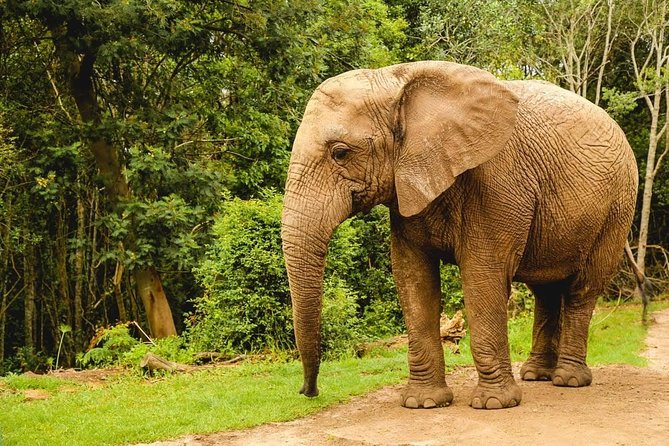 3 Day Wildlife Safari Tour - Garden Route Small Group Tour from Cape Town - Day three: Oudtshoorn and the Cango Caves