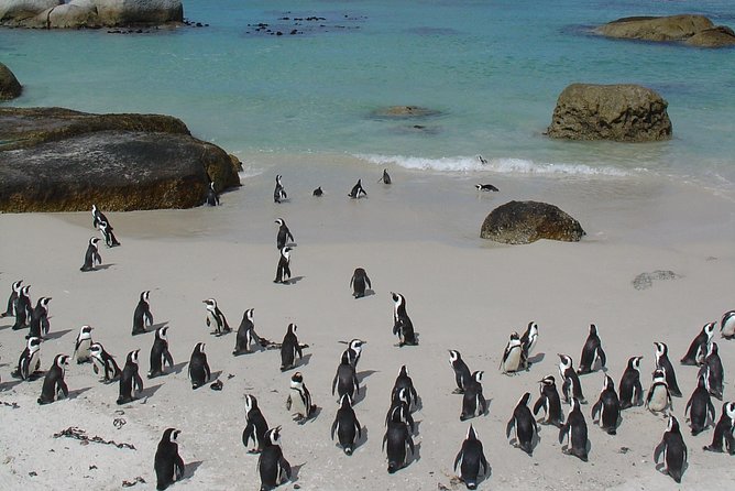 3 Day Wildlife Safari Tour - Garden Route Small Group Tour from Cape Town - The guide and the small-group feel