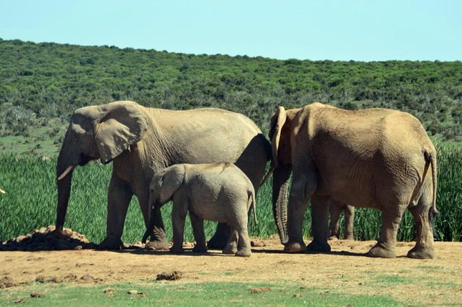 3 Day Wildlife Safari Tour - Garden Route Small Group Tour from Cape Town - Final verdict: a strong sampler with extra costs