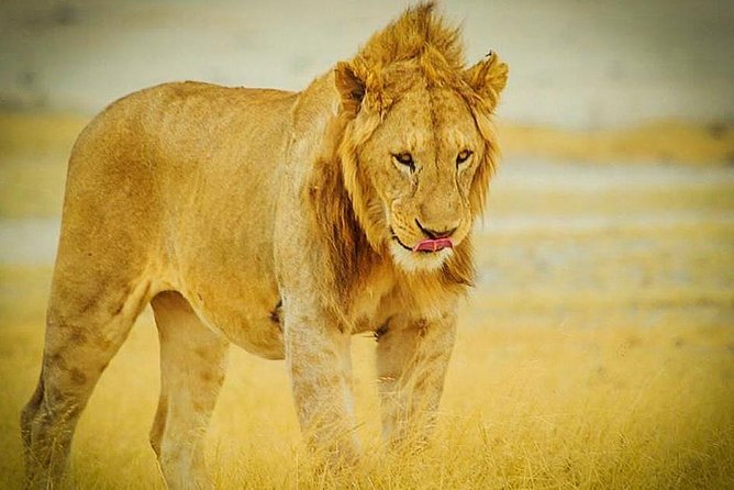 3 Days 2 Nights Group Joining Serengeti and Ngorogoro Safari - What the $900 price really covers