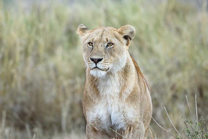 3 Days 2 Nights Group Joining Serengeti and Ngorogoro Safari - The route name and what you actually visit
