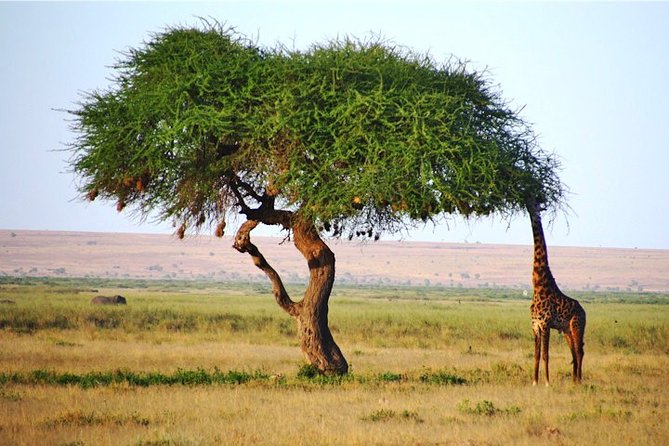 3 Days, 2 Nights Safari - Amboseli National Park and Tsavo West Adventure Safari - Why this safari works in only three days