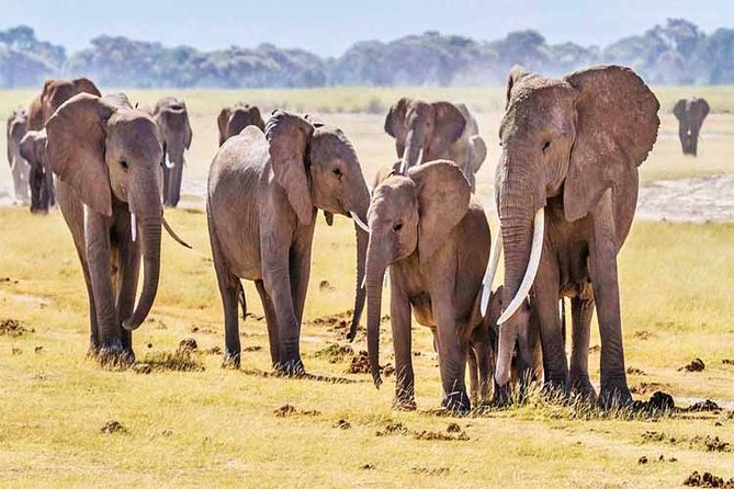 3 Days, 2 Nights Safari - Amboseli National Park and Tsavo West Adventure Safari - Morning wildlife and the road to Amboseli