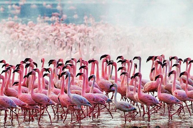 3 Days, 2 Nights Safari - Amboseli National Park and Tsavo West Adventure Safari - Amboseli’s elephants and Kilimanjaro views