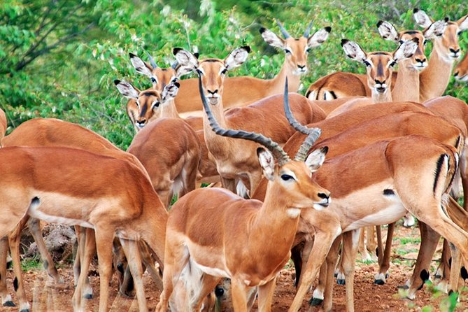 3 Days, 2 Nights Safari - Amboseli National Park and Tsavo West Adventure Safari - Observation Hill and the only walk from the vehicle