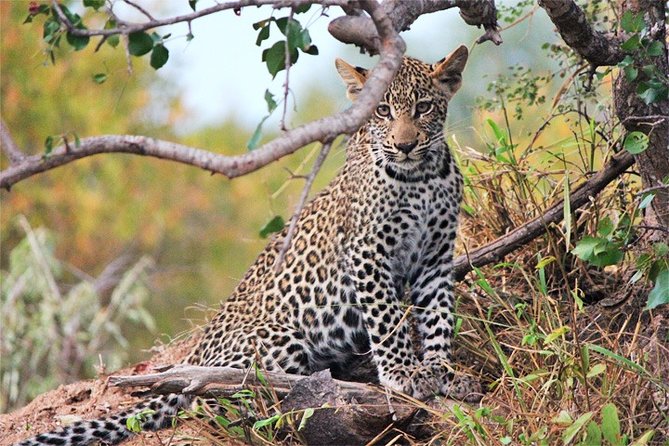 3 Days, 2 Nights Safari - Amboseli National Park and Tsavo West Adventure Safari - Tsavo West: lava, springs, and red elephants