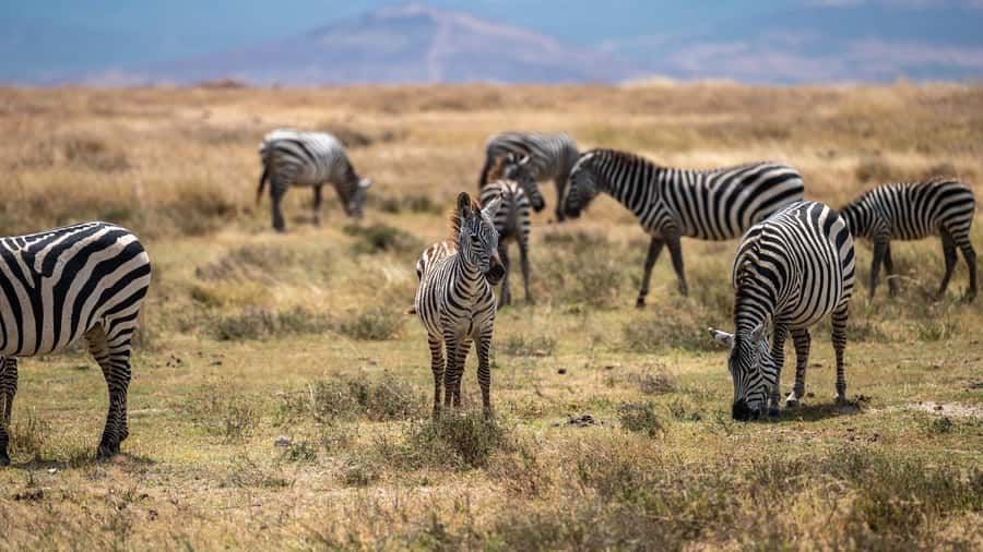 3 DAYS, 2 NIGHTS SAFARI FROM ZANZIBAR TO MIKUMI BY FERRY. - Day two: a full day among Mikumi wildlife