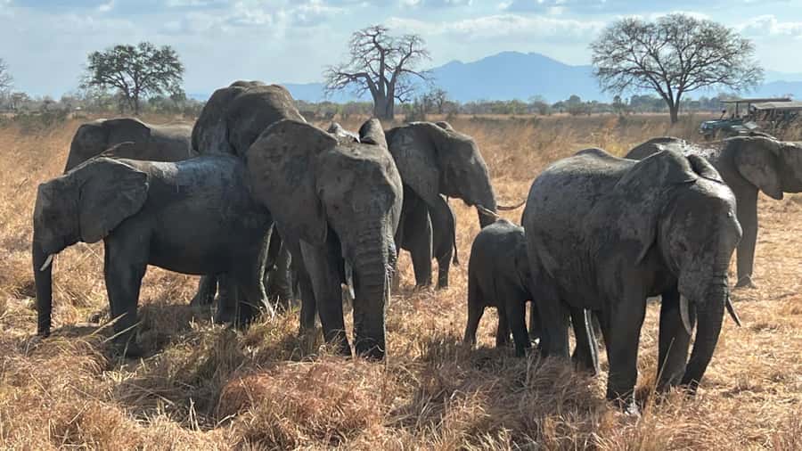3 DAYS, 2 NIGHTS SAFARI FROM ZANZIBAR TO MIKUMI BY FERRY. - FAQ