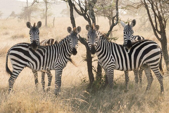 3 days fly in safari - Why the flight changes this three-day safari