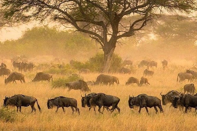 3 days fly in safari - Day one: Seronera from late morning to sunset