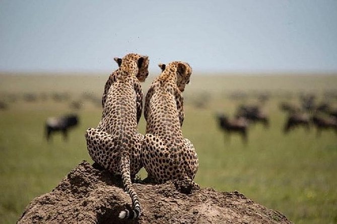 3 days fly in safari - The people and service details you should know