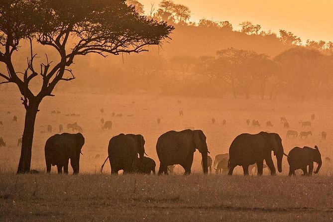 3 days fly in safari - Who will get the most from this safari