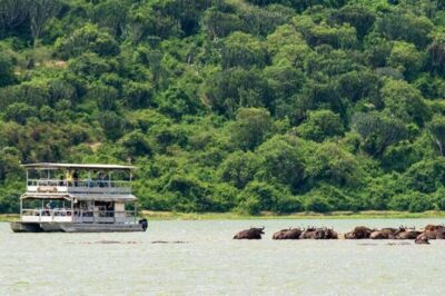 3 Days gorilla trekking Safari tour in Uganda